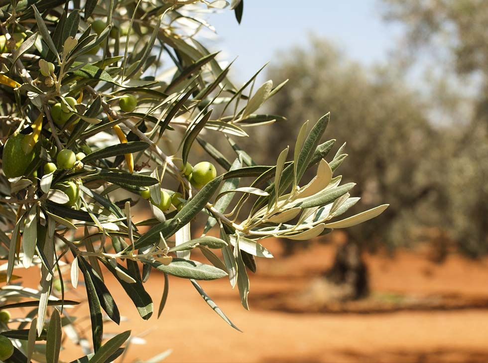 Árbol de olivo