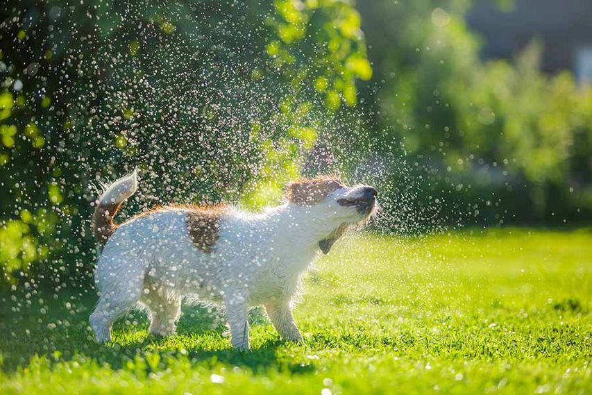 Perro en jardín